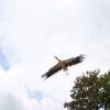 les_aigles_de-ct-59-