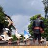 les_aigles_de-ct-62-