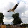 les_aigles_de-ct-55-