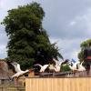 les_aigles_de-ct-60-