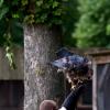 les_aigles_de-ct-42-