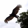les_aigles_de-ct-51-