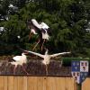 les_aigles_de-ct-9-