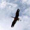les_aigles_de-ct-58-