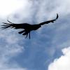 les_aigles_de-ct-52-