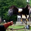les_aigles_de-ct-13-