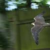 les_aigles_de-ct-37-