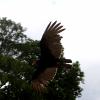 les_aigles_de-ct-7-
