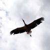 les_aigles_de-ct-57-