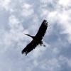 les_aigles_de-ct-56-