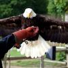 les_aigles_de-ct-17-