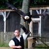 les_aigles_de-ct-16-