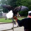 les_aigles_de-ct-15-