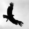 les_aigles_de-ct-54-