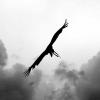 les_aigles_de-ct-49-