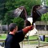 les_aigles_de-ct-19-
