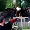 les_aigles_de-ct-2-