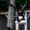 les_aigles_de-ct-1-
