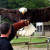 les_aigles_de-ct-14-