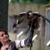 les_aigles_de-ct-41-