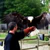 les_aigles_de-ct-18-
