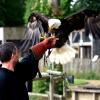 les_aigles_de-ct-25-