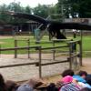 les_aigles_de-ct-45-