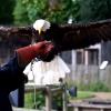 les_aigles_de-ct-26-