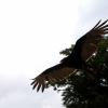 les_aigles_de-ct-6-