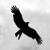 les_aigles_de-ct-53-